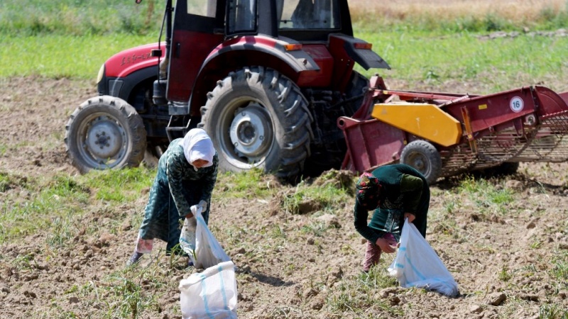 اختصاص 605هزارهکتار زمین در تاجیکستان برای کشت انواع محصولات کشاورزی