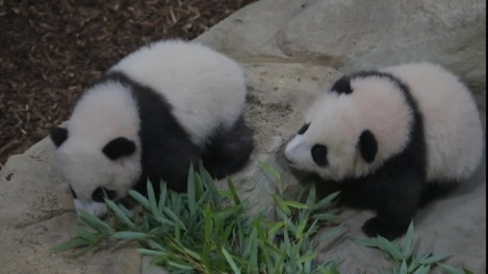 仏動物園が、双子のパンダの赤ちゃんを初めて一般公開