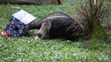 コロンビアの動物園で、飼育員が動物たちにプレゼント