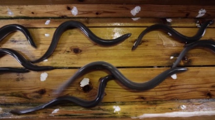日本で愛されるウナギ、絶滅の危機脱出できるか
