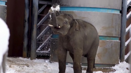 ロシア・モスクワの動物園で赤ちゃんゾウが元気に雪遊び