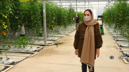 Gunakan Sistem Hidroponik, Warga Golestan Ini Sukses Bertani