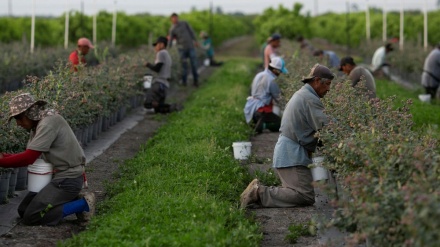米農業界が密入国者に労働を強制