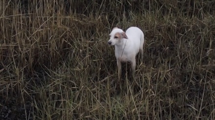 英で迷子の犬をソーセージつきドローンで誘導