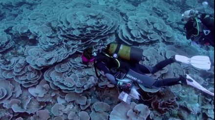 タヒチ沖で世界最大級のサンゴ礁発見　状態は極めて良好