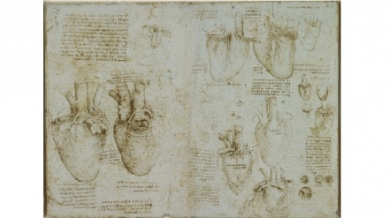 Il cuore visto da Leonardo da Vinci