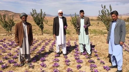 د افغانستان د زعفرانو بیه ښه لوړه شوې