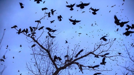 西部ホッラマーバード市のカラス