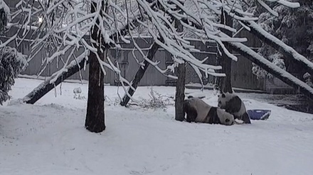 米ワシントンで、パンダが雪遊び