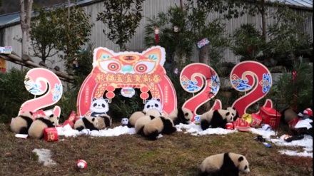 中国・四川で、パンダも祝賀ムード