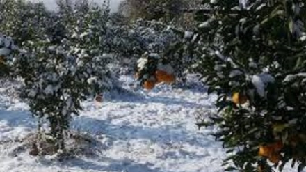 استفاده از برف برای دفع افت باغات تاجیکستان
