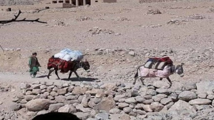 والی دایکندی: آوارگان این ولایت به خانه های خود برگردند 