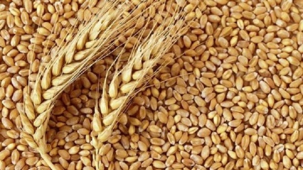 تاجیکستان همچنان وارد کننده گندم است