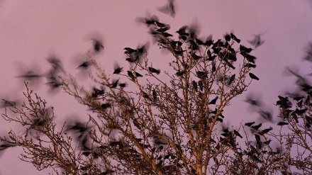 生活在霍拉马巴德的乌鸦