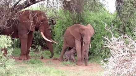ケニアで双子のゾウが誕生　確率は１％