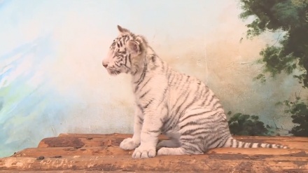 上海野生動物園で、ホワイトタイガーの赤ちゃんがすくすく成長
