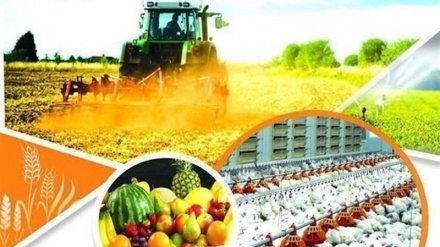 伊朗农产品和食品出口创汇39亿美元