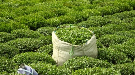 رشد 77 درصدی صادرات چای ایرانی