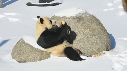 雪の中で暮らす中国・黒竜江省のパンダ