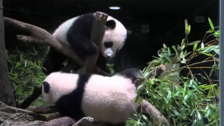 上野動物園の双子パンダが初公開