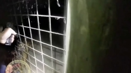 米フロリダ州で、男性を襲撃した米動物園のトラが警察官によって射殺