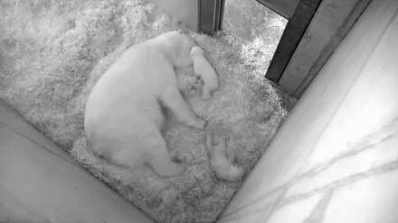 ドイツの動物園で、ホッキョクグマの双子の赤ちゃんがすくすく成長
