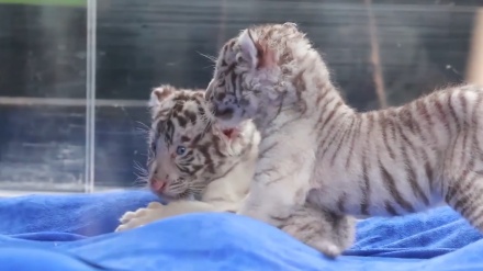 中国・広州長隆野生動物世界で、ホワイトタイガーの双子の赤ちゃんがお披露目