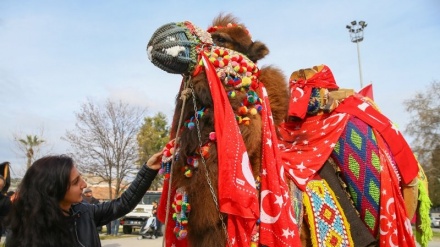 Festivali i mundjes së deveve në Turqi (2)