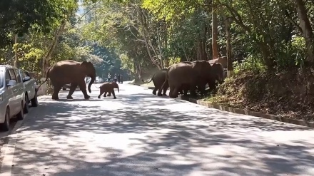 中国・雲南省で、春節に野生ゾウ19頭が道路を横断