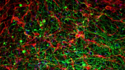 Topi paralizzati camminano con impianti di midollo spinale 