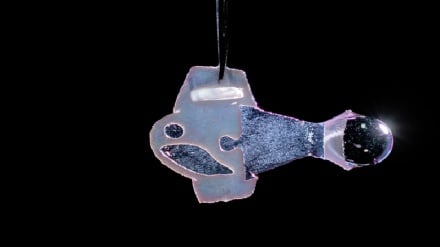 Pesce artificiale con cellule umane nuota al ritmo del cuore