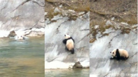 中国・陝西省で野生のパンダが川遊び