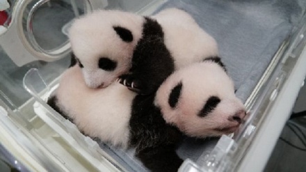 上野動物園で、双子のパンダが生後8か月に