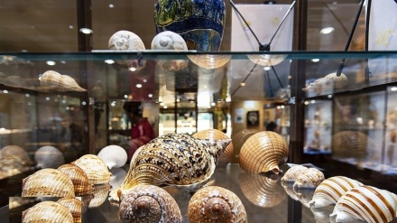 伊斯法罕贝壳博物馆；首个海洋生物博物馆