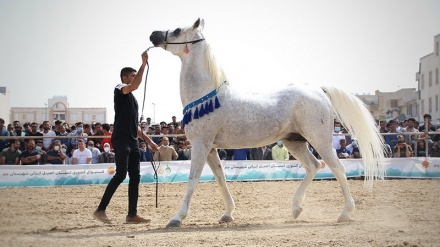 Festival Nasional Kuda Ras Iran di Bushehr (2)