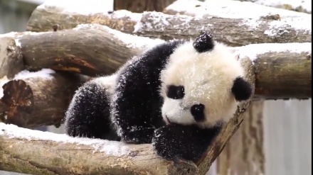 中国・四川省でパンダが雪遊び