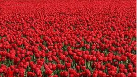 'Sangue del Tulipano', l'inno della Rivoluzione Islamica dell'Iran (Video Music)