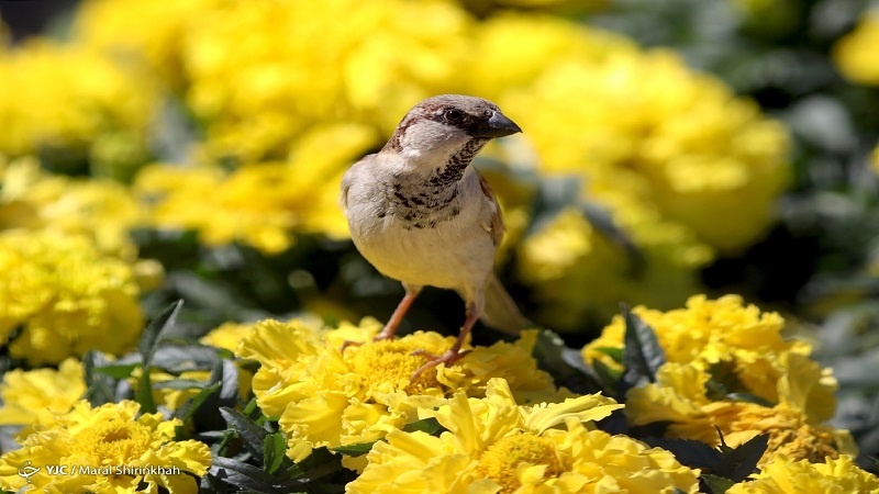 زمستان به رنگ بهار