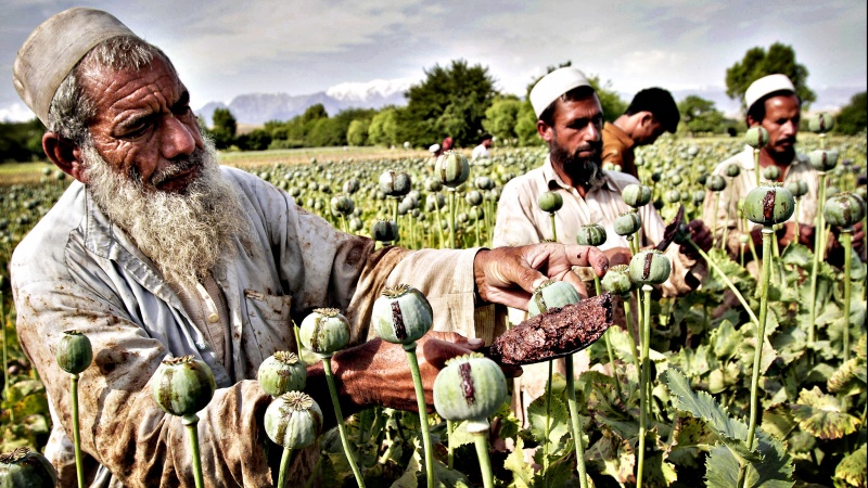 阿富汗罂粟种植增加