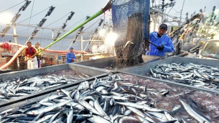 ウクライナ危機が日本の漁業に影響、船の燃料重油が高騰