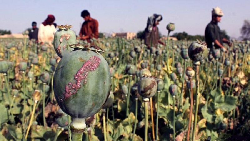 افغانستان بزرگترین تولید کننده تریاک جهان