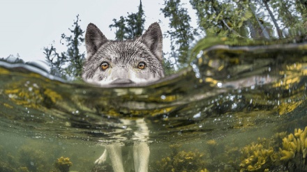 গল্প ও প্রবাদের গল্প (পর্ব ৩৩)