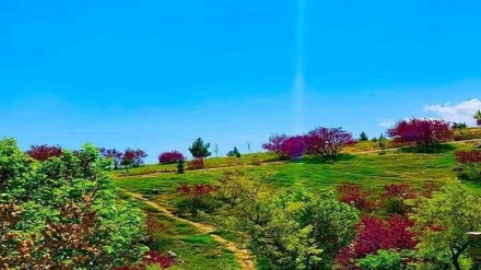 بهار در تپه گلغندی چاریکار در پروان