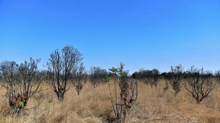 Zimbabwe yaanza kutwaa tena ardhi ambazo hazijatumika kutoka kwa wakulima wazawa
