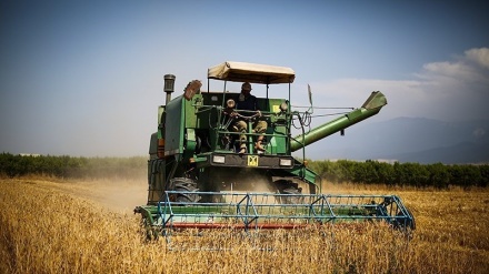 مجله اقتصادی - افزایش تولید گندم و محصولات باغی در افغانستان
