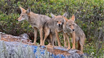 USA, atto barbaro: abbattimenti di 1,75 milioni di animali nel 2021