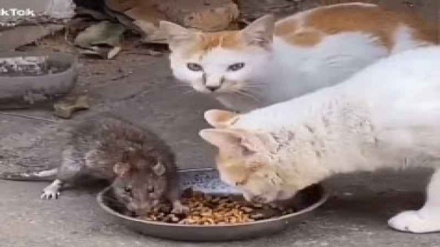 গল্প ও প্রবাদের গল্প (পর্ব ৩৪)