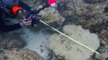 沖縄・辺野古の海中に、切断された大量のサンゴが散乱