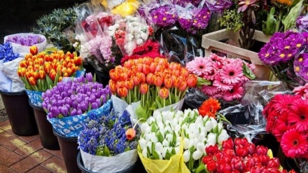 春の新年・ノウルーズを前にしたテヘランのマハッラーティー花市場