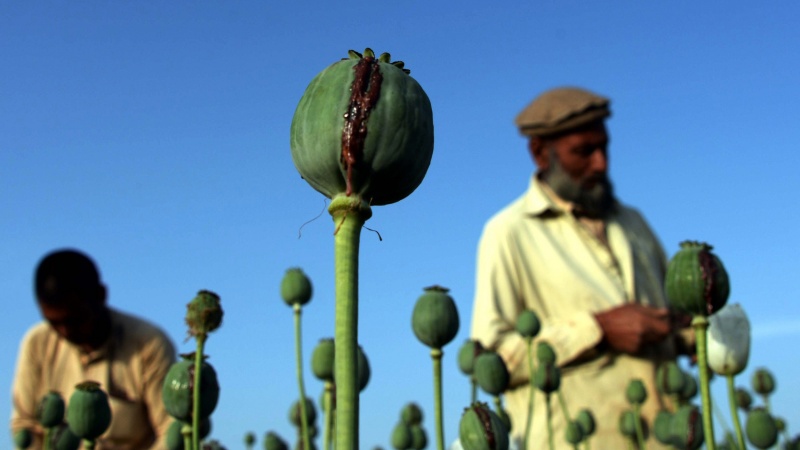 Opium di Afghanistan